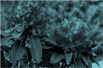 Picture with recolor effect